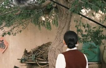 生命树 电视剧 照片